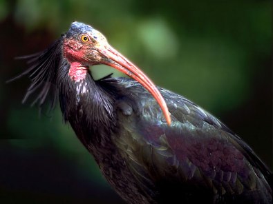 northern-bald-ibis_img01-l.jpg