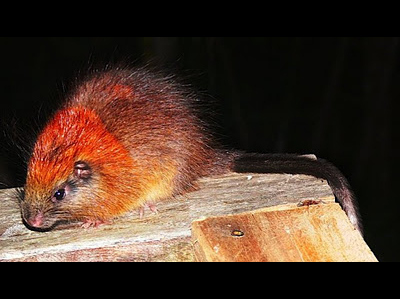 red-crested_tree_rat.jpg